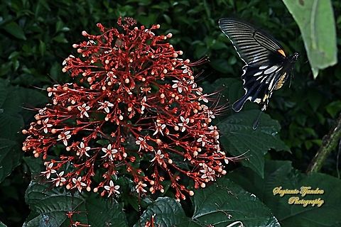 Great Mormon Swallowtail Butterfly, Papilio memnon, (Papilionidae) -female "flying off the Pagoda flowers, Clerodendrum paniculatum"  Geotagged,Great Mormon,Indonesia,Papilio memnon,Winter
