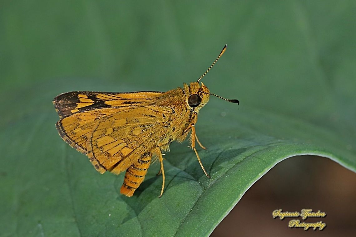 Skipper Butterfly - The Lesser Dart, Potanthus omaha  Geotagged,Indonesia,Lesser dart,Potanthus omaha,Winter
