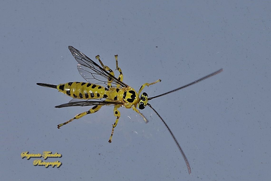 Yellow ichneumon wasp, Xanthopimpla punctata, Family Ichneumonidae  Geotagged,Indonesia,Winter,Xanthopimpla punctata