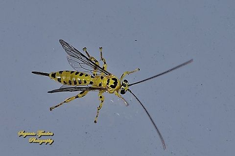 Yellow ichneumon wasp, Xanthopimpla punctata, Family Ichneumonidae  Geotagged,Indonesia,Winter,Xanthopimpla punctata