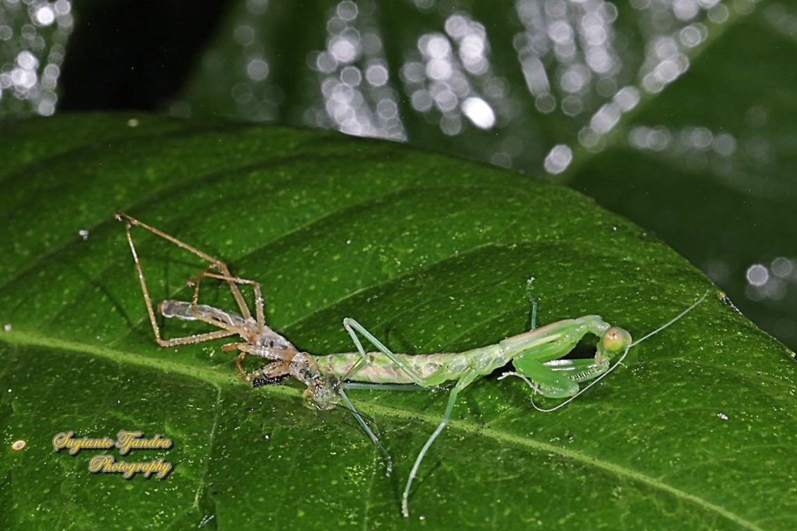 Giant Asian Praying Mantis nymph, Hierodula Sp "reborns / change skin"  Geotagged,Indonesia,Winter