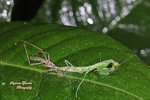 Giant Asian Praying Mantis nymph, Hierodula Sp "reborns / change skin"  Geotagged,Indonesia,Winter