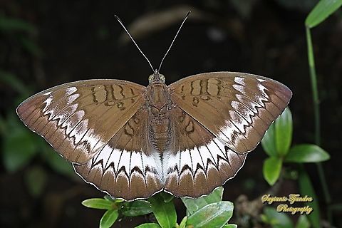 The powdered baron, Euthalia monina salia - Upperside  Euthalia monina,Geotagged,Indonesia,Powdered Baron,Winter