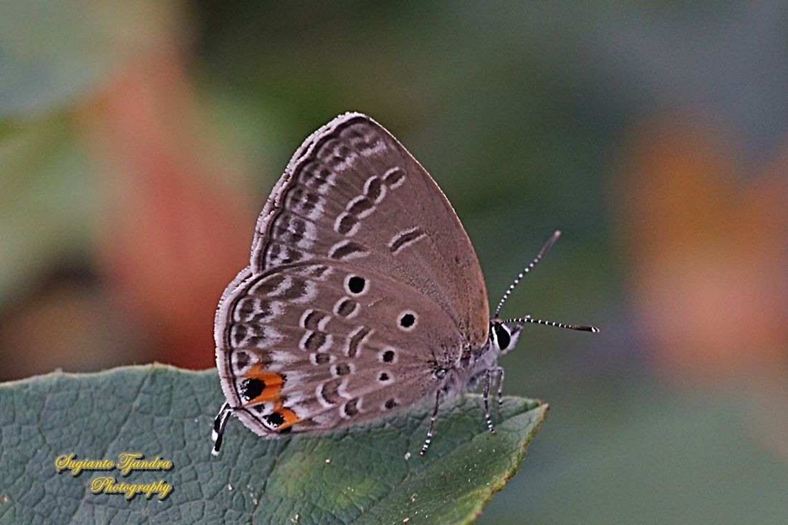 The Plains Cubid/Cycad Blue Butterfly (Chilades pandava)  Chilades pandava,Geotagged,Indonesia,Plains Cupid,Winter
