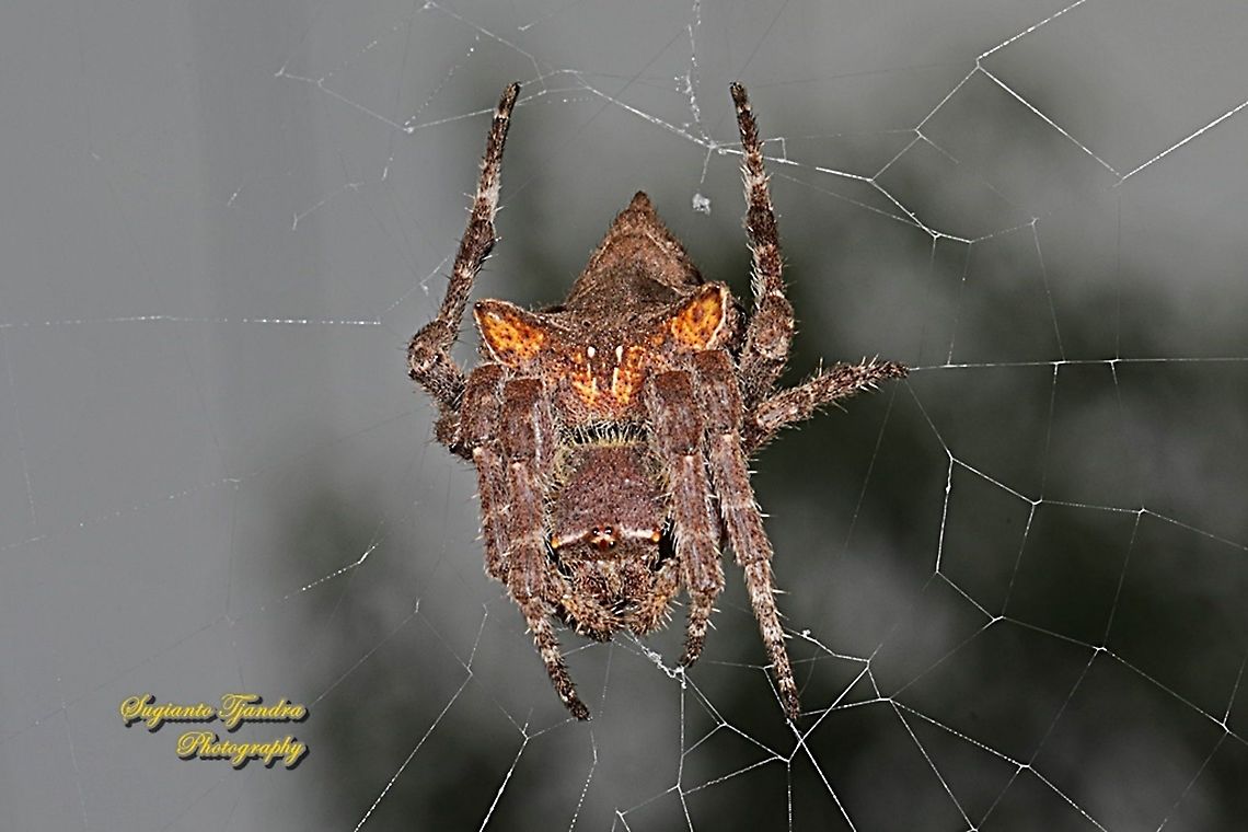 Abandoned-web orb-weaver spider, Parawixia dehaani, family Araneidae  Fall,Geotagged,Indonesia,Parawixia dehaani