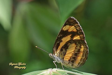 Common lascar, Pantoporia hordonia hordonia "Lowerside"  Common lascar,Geotagged,Indonesia,Pantoporia hordonia,Winter