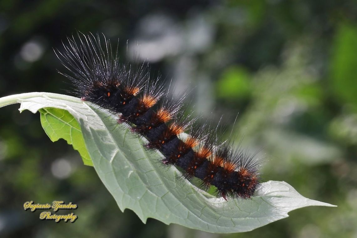 Tiger moth caterpillar  Geotagged,Indonesia,Moth Week 2021,Winter