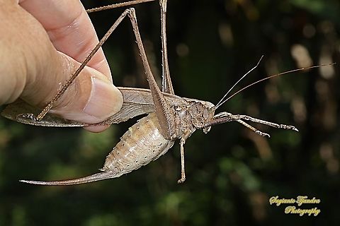 Large bush cricket/Katydid, Mecopoda elongata, family Tettigoniidae  Geotagged,Indonesia,Mecopoda elongata,Winter