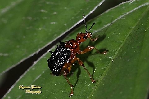 Spiny Giraffe Weevil (Cycnotrachelus sp), Hoplapoderus hystrix  Geotagged,Hoplapoderus hystrix,Indonesia,Winter