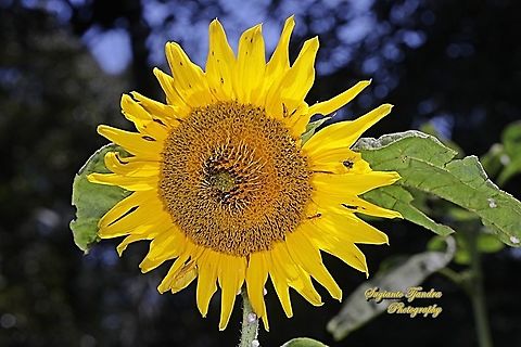 Common Sunflower, Helianthus annuus  Common sunflower,Geotagged,Helianthus annuus,Indonesia,Winter