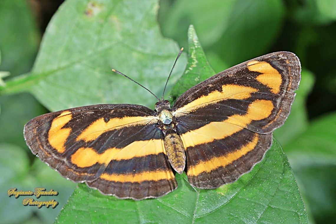 Common lascar, Pantoporia hordonia hordonia "Upperside"  Common lascar,Geotagged,Indonesia,Pantoporia hordonia,Winter