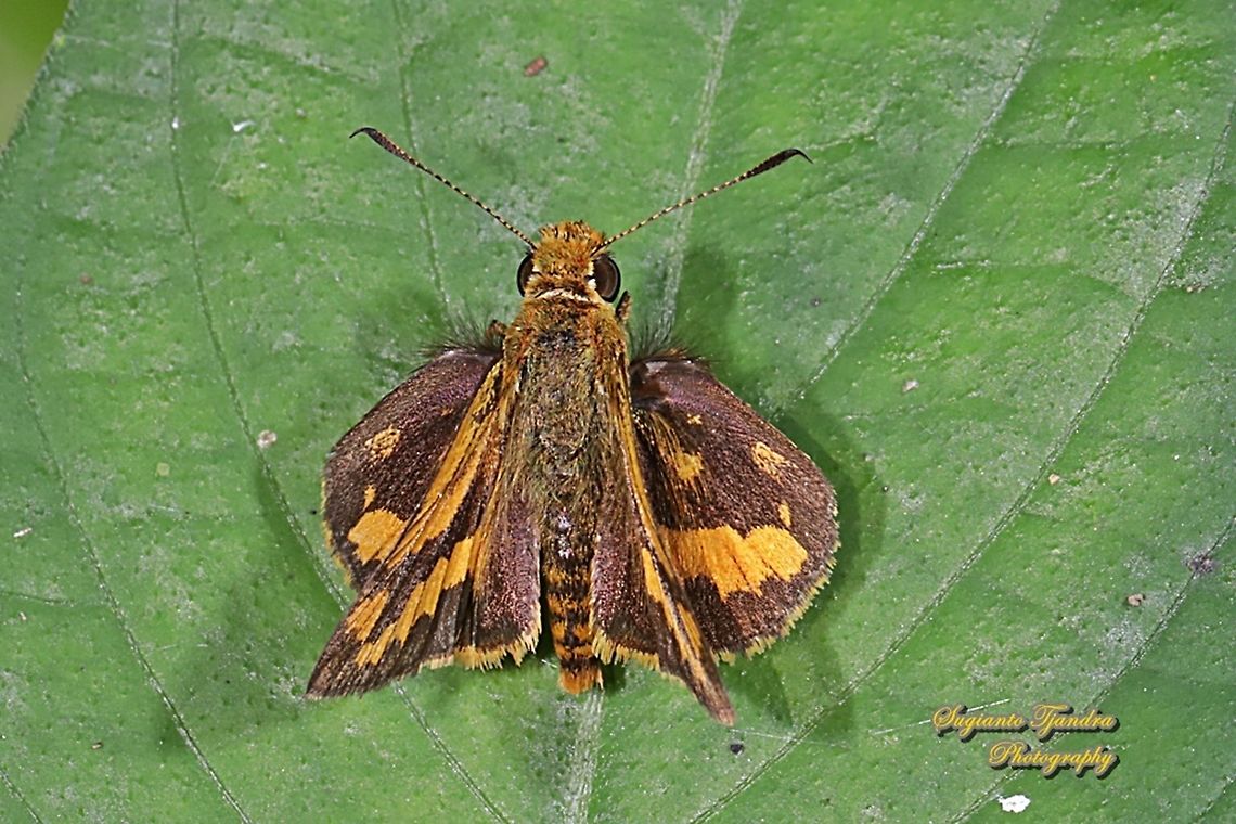 Skipper Butterfly - The Lesser Dart, Potanthus omaha  Geotagged,Indonesia,Lesser dart,Potanthus omaha,Winter