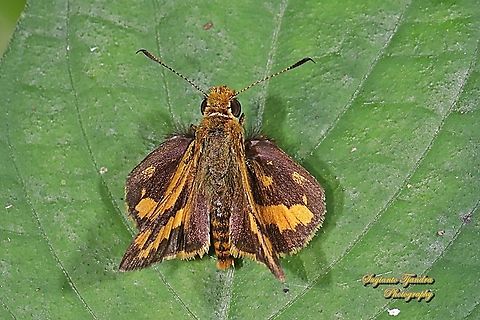 Skipper Butterfly - The Lesser Dart, Potanthus omaha  Geotagged,Indonesia,Lesser dart,Potanthus omaha,Winter
