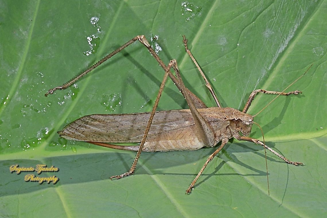 Large bush cricket/Katydid, Mecopoda elongata, family Tettigoniidae  Geotagged,Indonesia,Mecopoda elongata,Winter