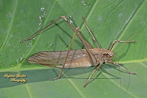 Large bush cricket/Katydid, Mecopoda elongata, family Tettigoniidae  Geotagged,Indonesia,Mecopoda elongata,Winter