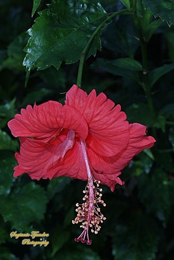 Chinese Hibiscus flower-Red/Kembang Sepatu, Hibiscus rosa-sinensis  Chinese hibiscus,Geotagged,Hibiscus rosa-sinensis,Indonesia,Winter