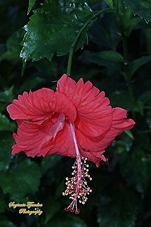 Chinese Hibiscus flower-Red/Kembang Sepatu, Hibiscus rosa-sinensis  Chinese hibiscus,Geotagged,Hibiscus rosa-sinensis,Indonesia,Winter