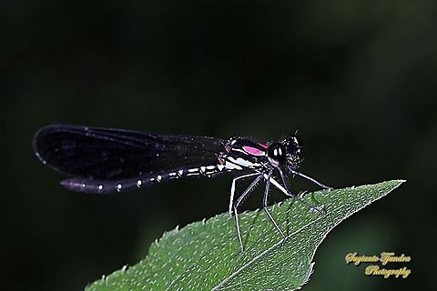 Jewel damselfly/Rhinocypha fenestrata, family Chlorocyphidae - male  Geotagged,Indonesia,Rhinocypha Fenestrata,Rhinocypha fenestrata,Winter