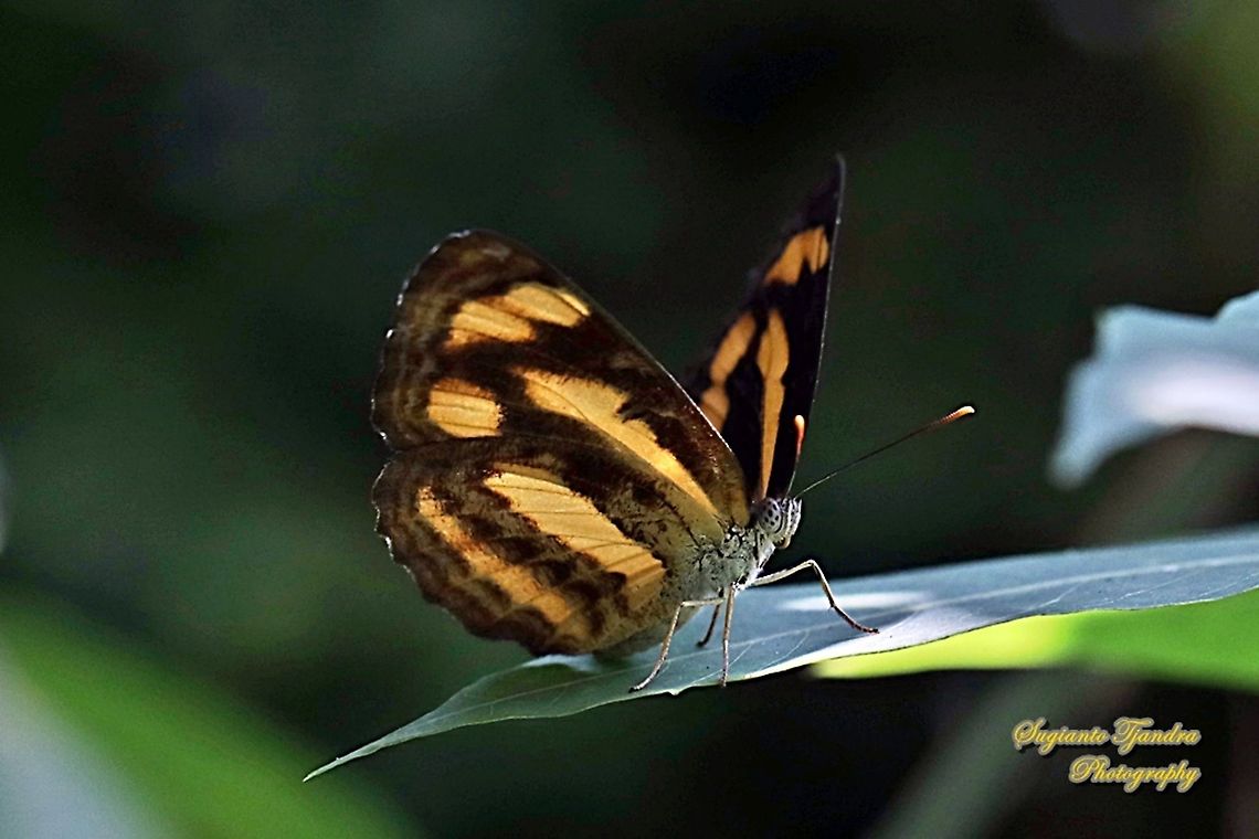 Common lascar, Pantoporia hordonia hordonia "Lowerside"  Common lascar,Geotagged,Indonesia,Pantoporia hordonia,Winter