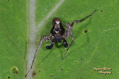 Wolf Spider (Lycosidae)  Geotagged,Indonesia,Winter