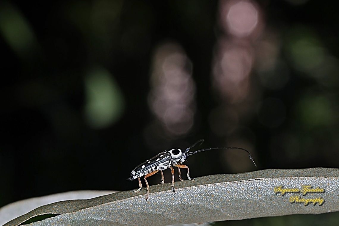 Longhorn beetle, Glenea Sp, family Cerambycidae  Geotagged,Indonesia,Winter