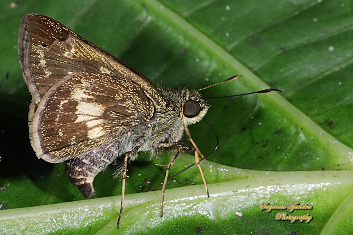 Skipper butterfly, Halpe porus/ Moore's ace, family Hesperiidae  Geotagged,Halpe porus,Indonesia,Moores ace,Winter