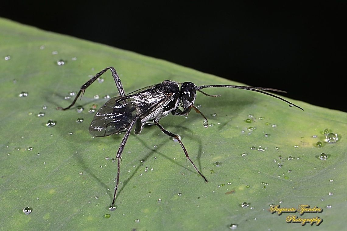 Cockroach Egg Parasitoid Wasp, Evania appendigaster (???), family Evaniidae  Geotagged,Indonesia,Winter