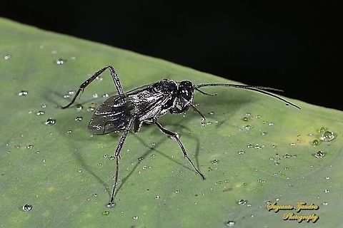 Cockroach Egg Parasitoid Wasp, Evania appendigaster (???), family Evaniidae  Geotagged,Indonesia,Winter