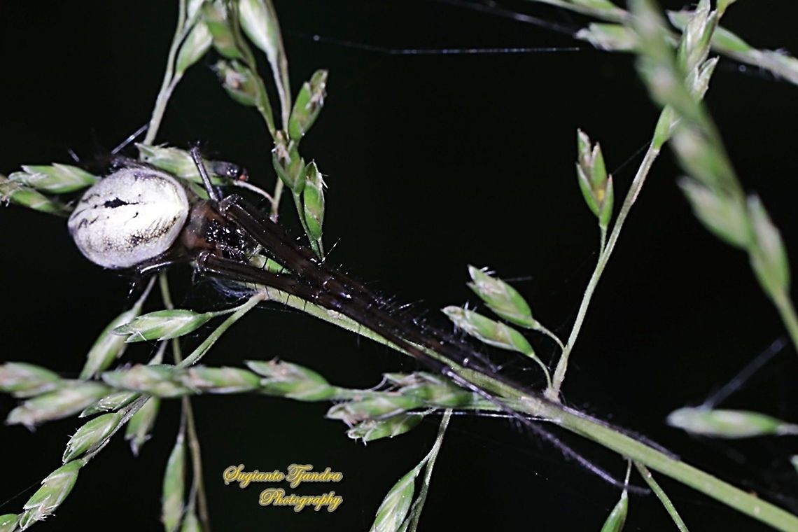 Long-jawed orb-weaver spider, Orsinome vethi  Geotagged,Indonesia,Orsinome vethi,Winter