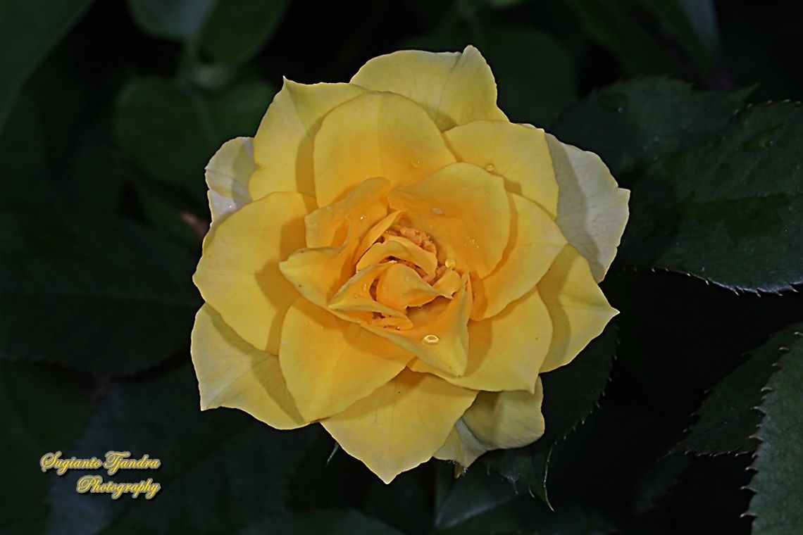 Yellow rose flower, Rosaceae  Geotagged,Indonesia,Winter