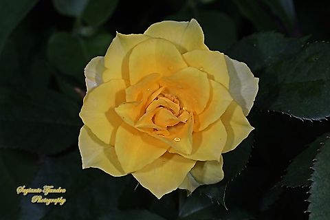 Yellow rose flower, Rosaceae  Geotagged,Indonesia,Winter