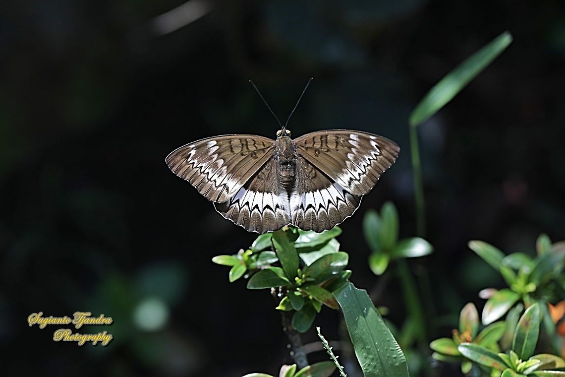 The powdered baron, Euthalia monina salia - Upperside  Euthalia monina,Geotagged,Indonesia,Powdered Baron,Winter