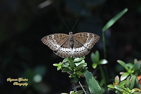 The powdered baron, Euthalia monina salia - Upperside  Euthalia monina,Geotagged,Indonesia,Powdered Baron,Winter