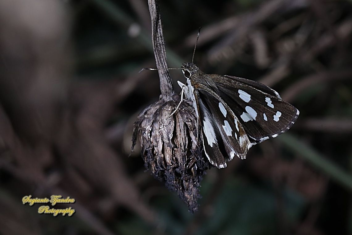 Grass Demon Skipper Butterfly,  Udaspes folus  Geotagged,Grass demon,Indonesia,Udaspes folus,Winter