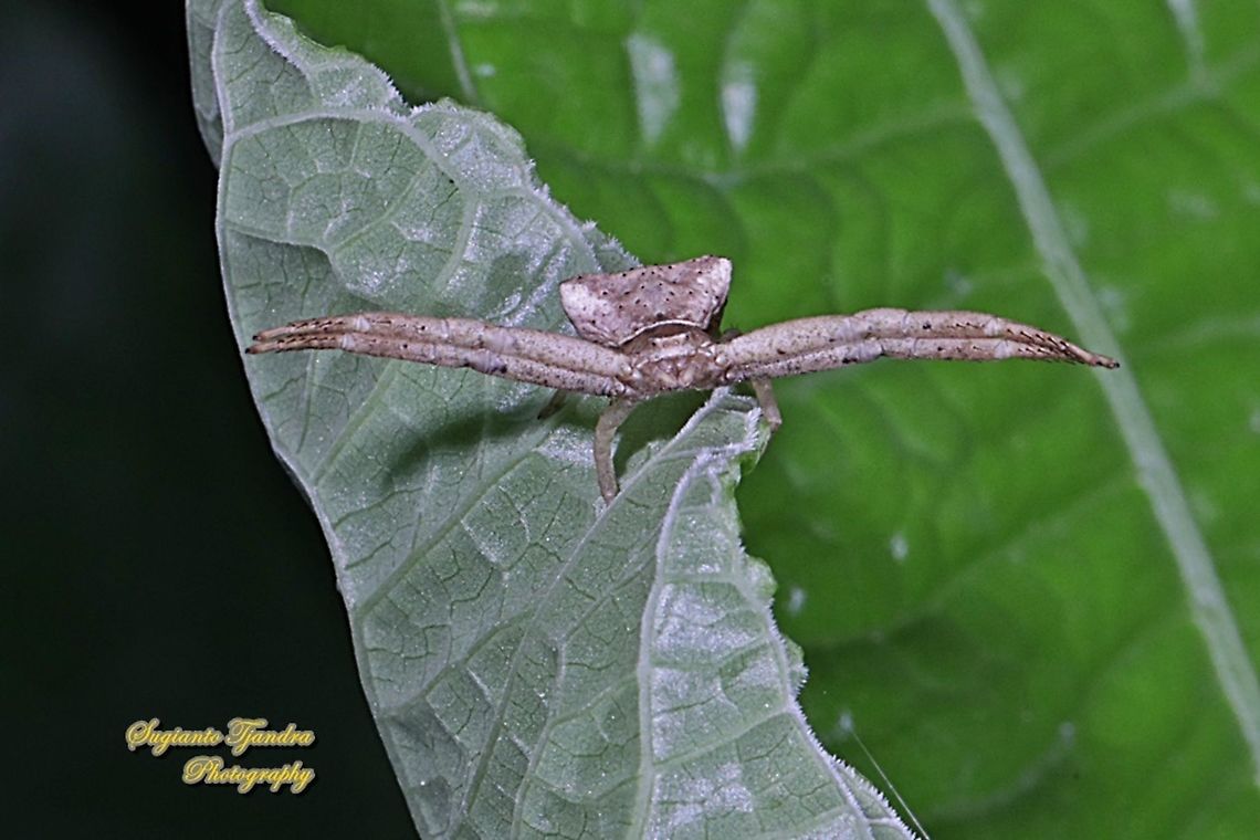 Crab Spider, Thomisidae sp  Geotagged,Indonesia,Winter