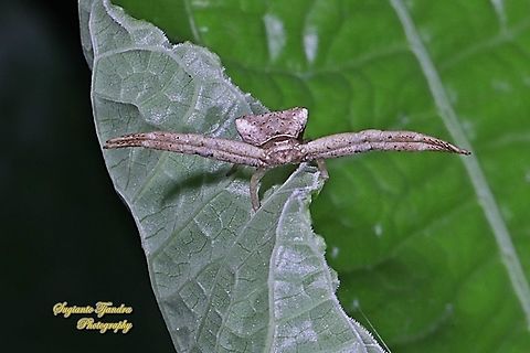 Crab Spider, Thomisidae sp  Geotagged,Indonesia,Winter