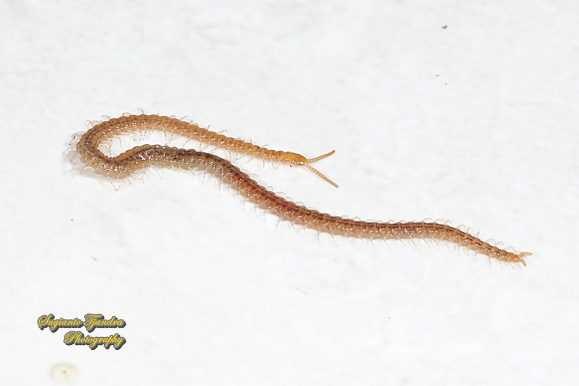 Centipede, Geophilus sp., family Geophilidae  Geotagged,Indonesia,Winter