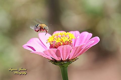 Blue Banded Bee, Amegilla zonata, Amegilla Sp "looking for nectar on the Zinnia flower"  Amegilla zonata,Geotagged,Indonesia,Winter