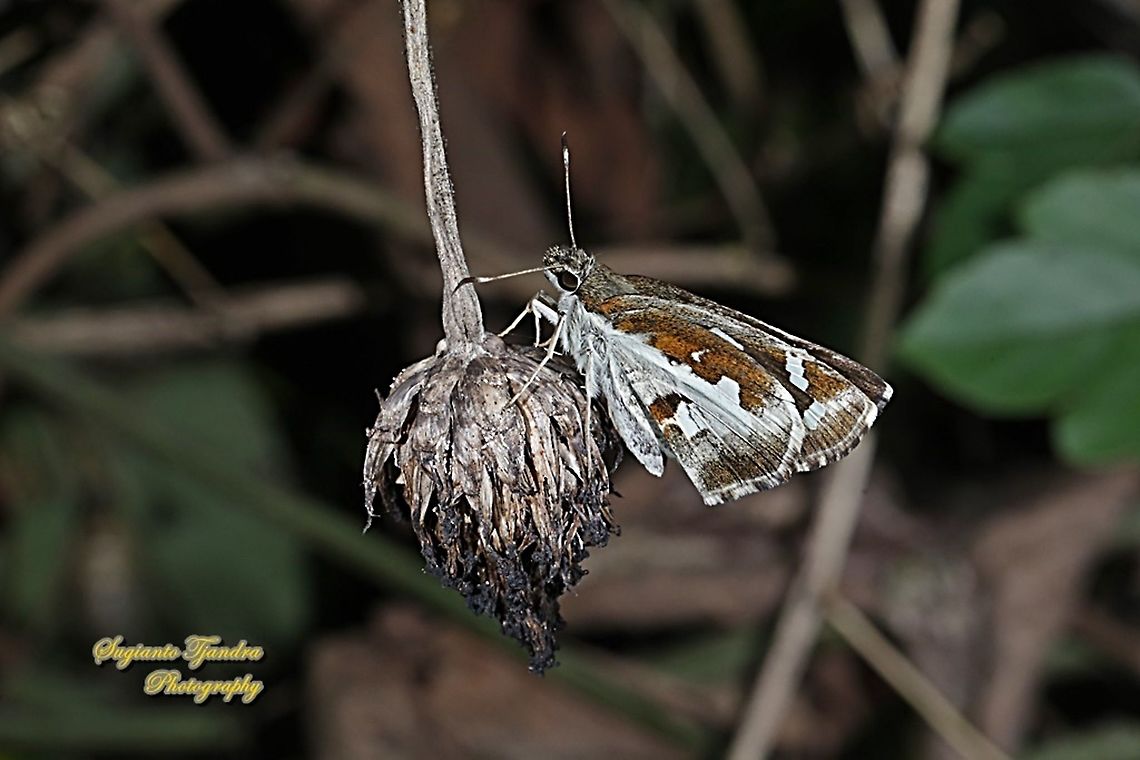 Grass Demon Skipper Butterfly,  Udaspes folus  Geotagged,Grass demon,Indonesia,Udaspes folus,Winter