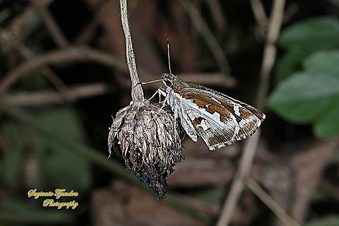 Grass Demon Skipper Butterfly,  Udaspes folus  Geotagged,Grass demon,Indonesia,Udaspes folus,Winter
