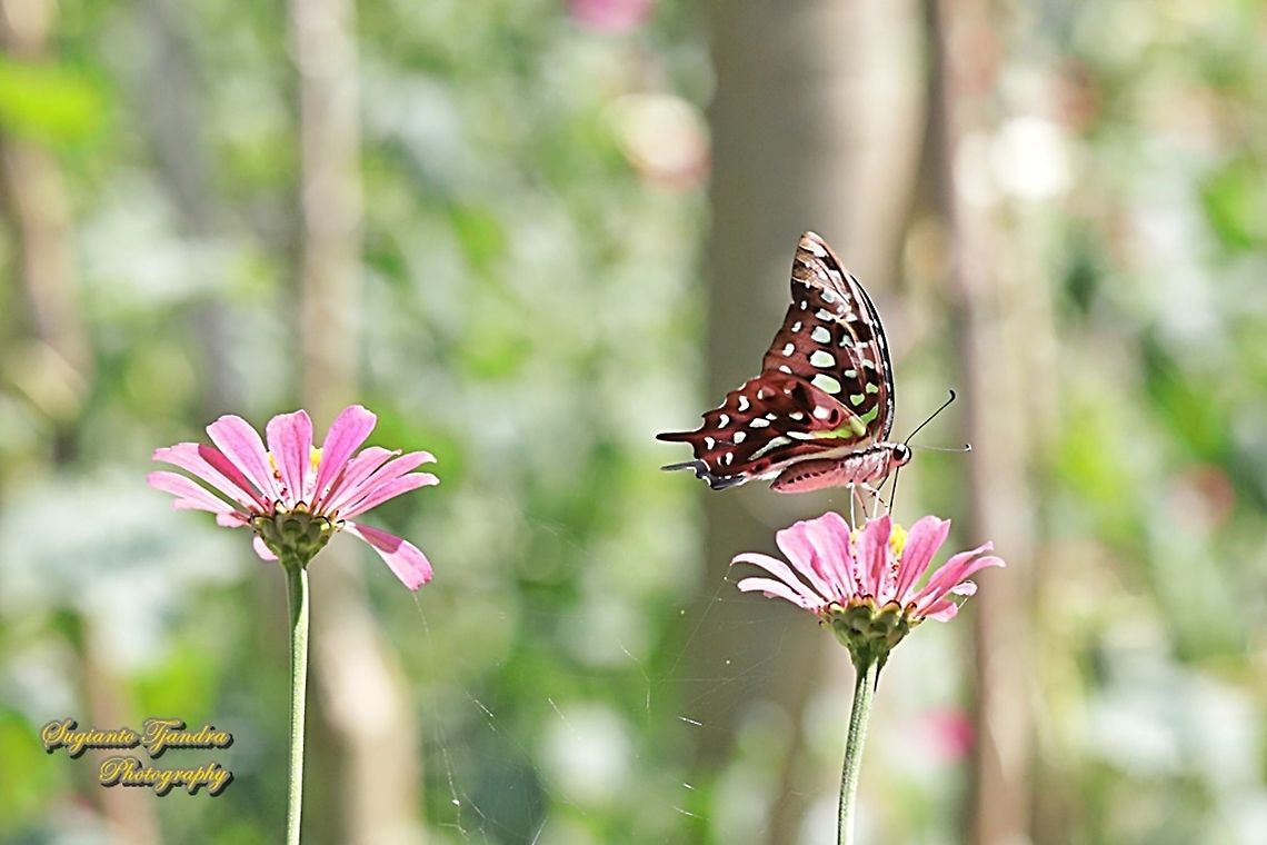 The Tailed Jay Butterfly, Graphium agamemnon "sucking nectar on the Zinnia flower"  Geotagged,Graphium agamemnon,Indonesia,Tailed Jay,Winter