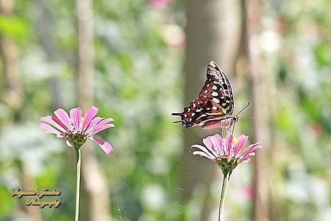 The Tailed Jay Butterfly, Graphium agamemnon "sucking nectar on the Zinnia flower"  Geotagged,Graphium agamemnon,Indonesia,Tailed Jay,Winter