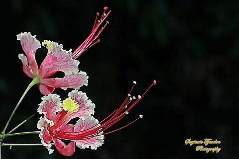 Peacock flower, Caesalpinia pulcherrima  Caesalpinia pulcherrima,Geotagged,Indonesia,Poinciana,Winter
