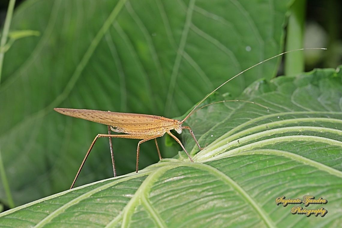Bush-cricket, family Tettigoniidae  Geotagged,Indonesia,Winter