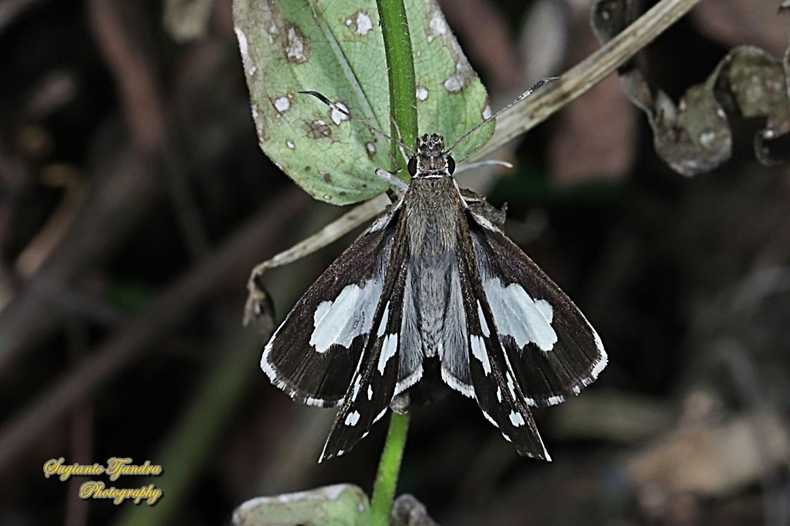 Grass Demon Skipper Butterfly,  Udaspes folus  Geotagged,Grass demon,Indonesia,Udaspes folus,Winter