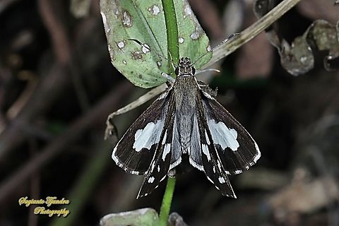 Grass Demon Skipper Butterfly,  Udaspes folus  Geotagged,Grass demon,Indonesia,Udaspes folus,Winter