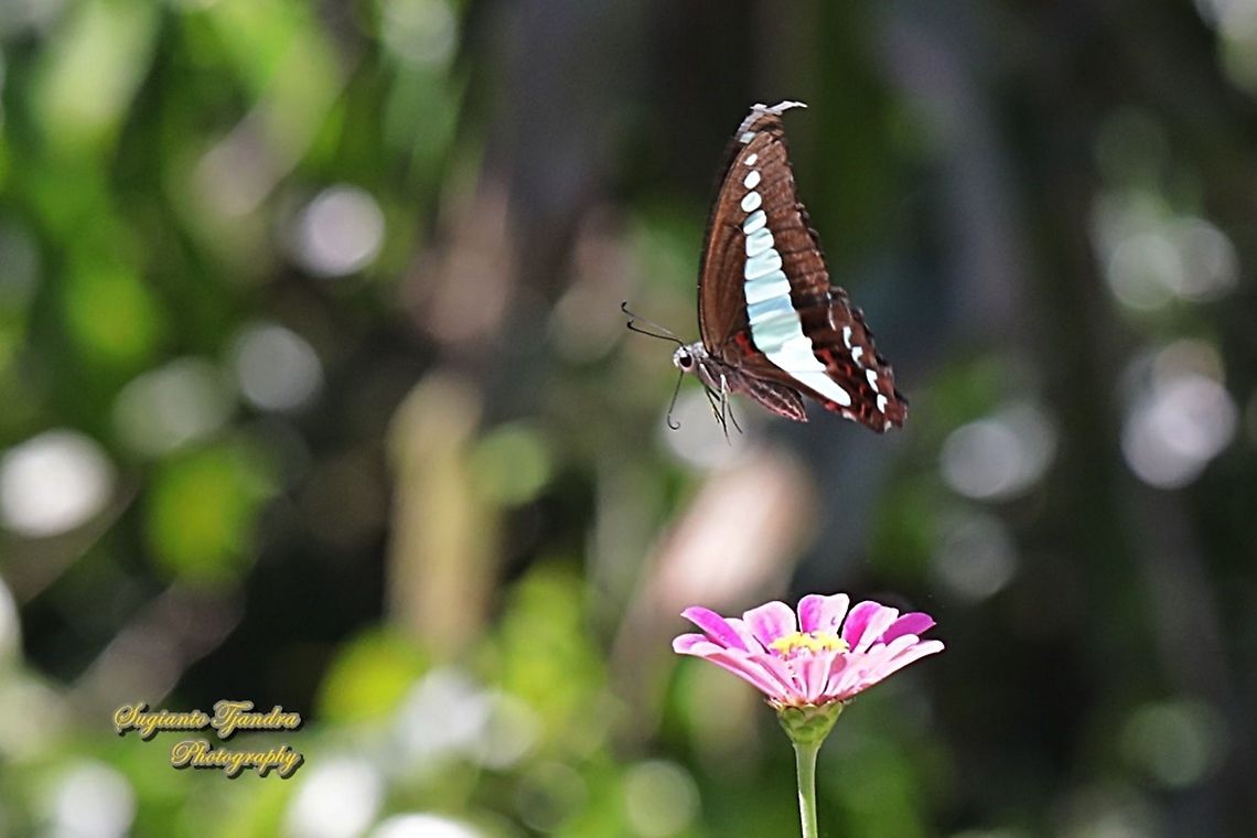 Common Bluebottle (Graphium sarpedon luctatius) "flying over the Zinnia flower"  Common Bluebottle,Geotagged,Graphium sarpedon,Indonesia,Winter