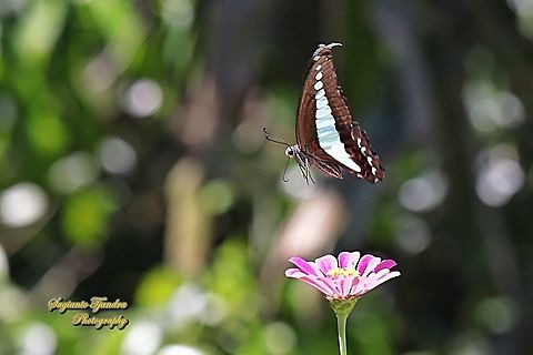 Common Bluebottle (Graphium sarpedon luctatius) "flying over the Zinnia flower"  Common Bluebottle,Geotagged,Graphium sarpedon,Indonesia,Winter