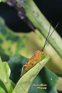 Braconid Wasp (Iphiaulax sp.,Braconidae)  Geotagged,Indonesia,Winter