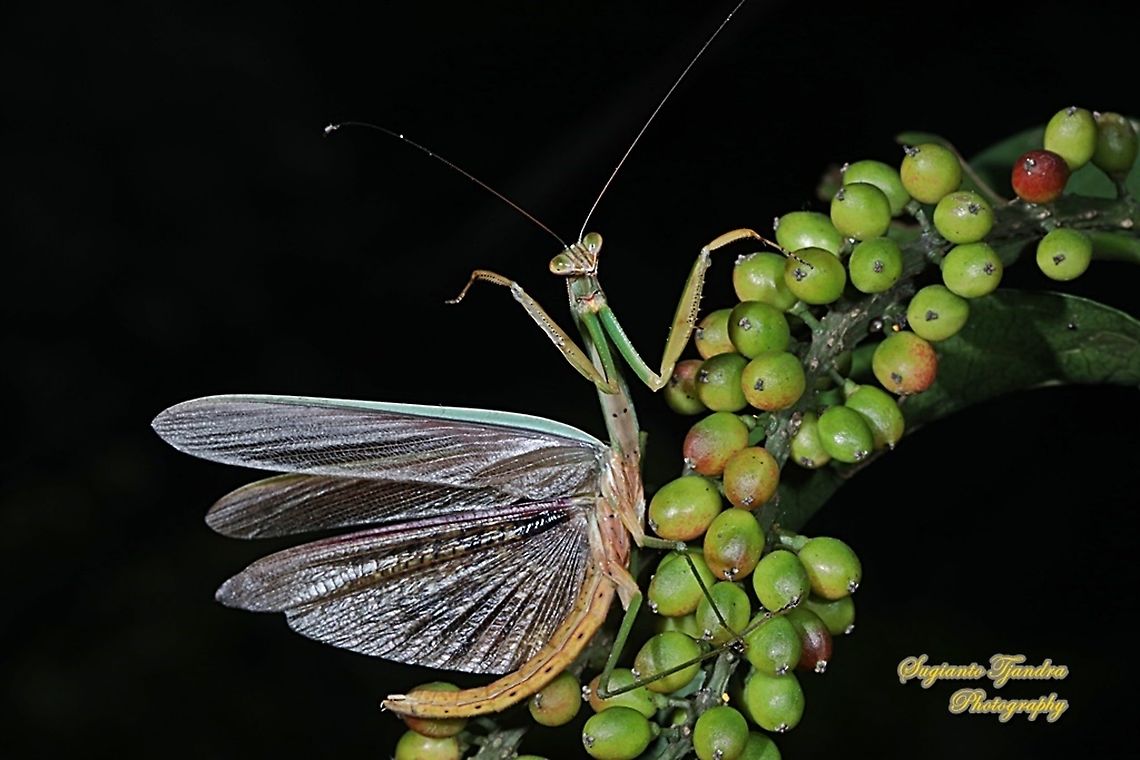 Praying Mantis (Tenodera sp., family Mantidae)  Geotagged,Indonesia,Winter